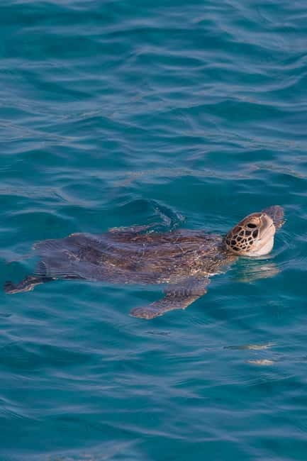 Protaras:Cape Greco, Turtle Cove & Blue Lagoon Sunset Cruise - Who Will Enjoy This Tour?