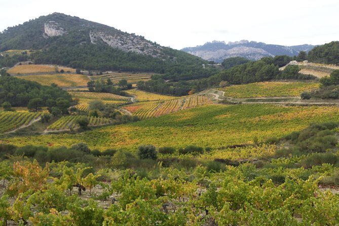 Provence Cru Wine Small-Group Half-Day Tour from Avignon - A Deep Dive into the Provence Cru Wine Tour