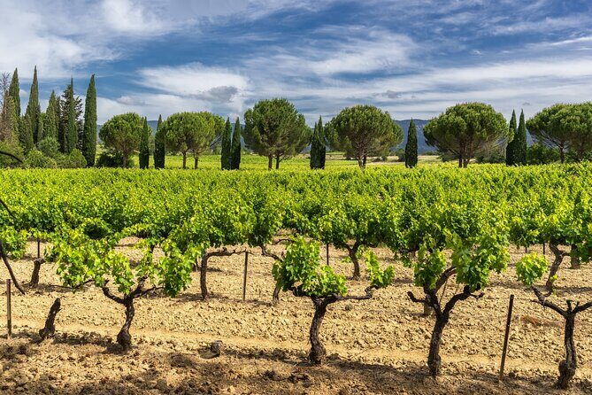Provence Day Trip with Cassis Village Boat Ride and Local Wine Tasting from Aix - FAQs