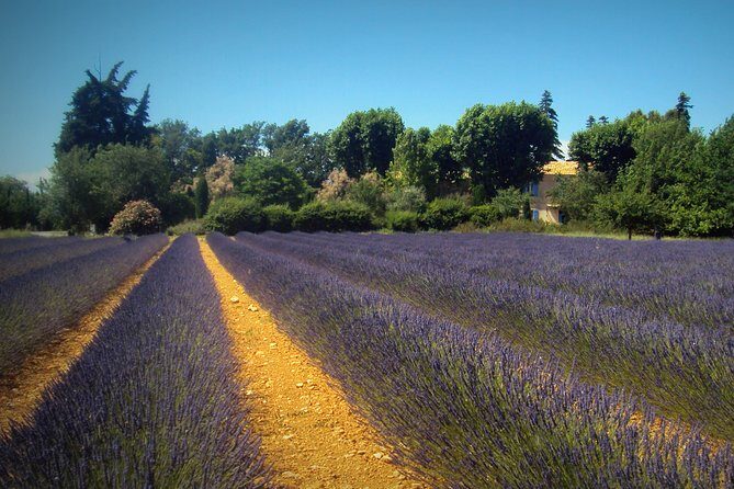 Provence Lavender Fields Tour from Aix-en-Provence - Key Points