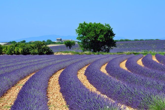 Provence Lavender Fields Tour In Valensole from Marseille - Provence Lavender Fields Tour In Valensole from Marseille