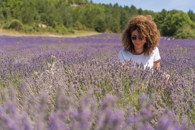 Provence Lavender Fields Tour In Valensole from Marseille - An Authentic Day in Provence’s Flowering Fields