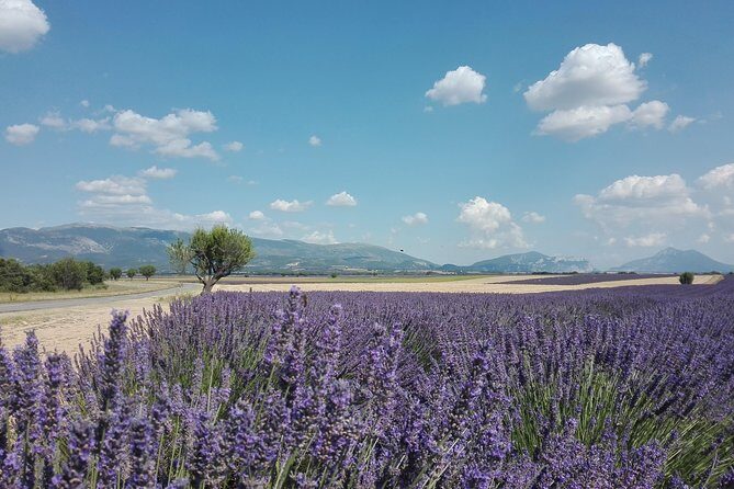 Provence Lavender Fields Tour In Valensole from Marseille - Authentic Feedback from Travelers