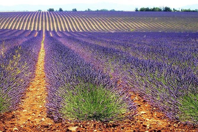 Provence Lavender Fields Tour In Valensole from Marseille - Who Would Enjoy This Tour?