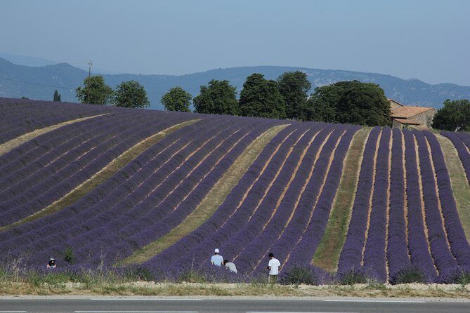 Provence Lavender Full Day Tour from Avignon - The Sum Up: Is It Worth It?