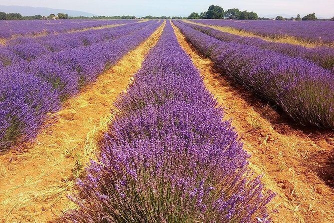 Provence Lavender Full Day Tour from Avignon - FAQs