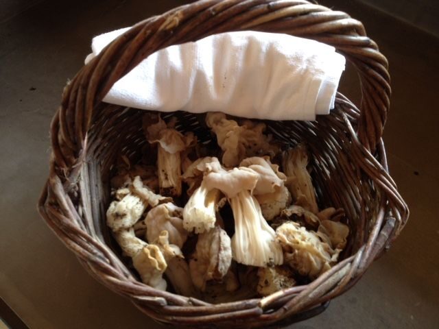 Provence: Mushroom Hunting with Outdoor Breakfast - Provence: Mushroom Hunting with Outdoor Breakfast