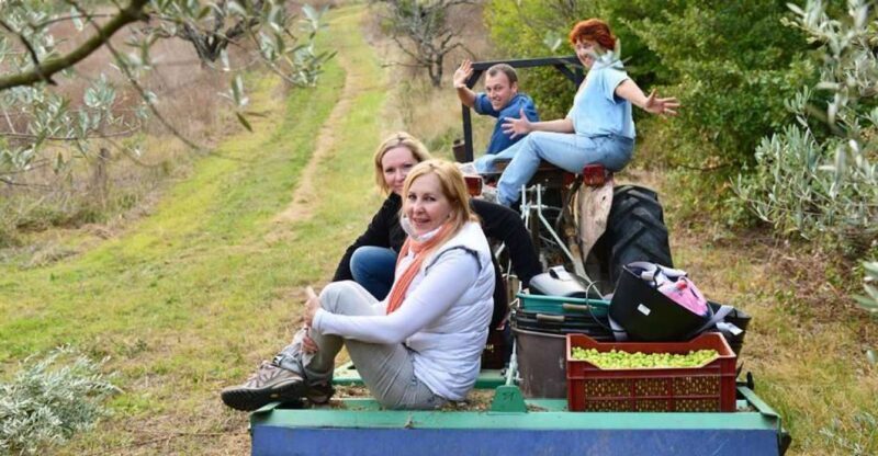 Provence Olive Harvest - Detailed Breakdown: Why This Tour Excels