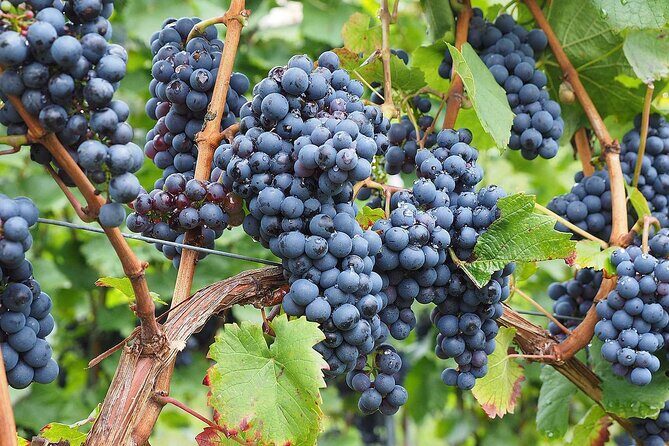 Provence Organic Wine Tasting Half Day Tour from Nice - Final Thoughts
