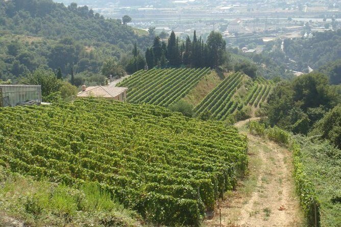 Provence Sea & Countryside Full-Day Private Tour - Final Thoughts