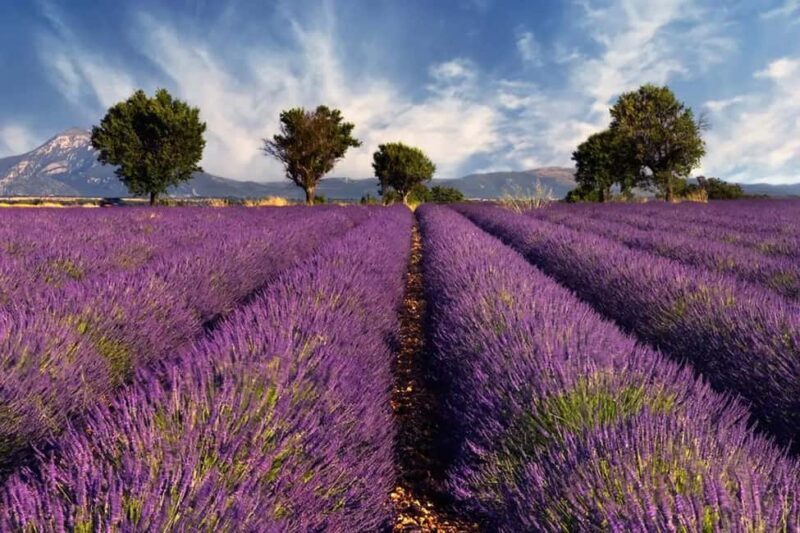 Provence: Valensole Lavender Fields Guided Full-Day Tour - Provence: Valensole Lavender Fields Guided Full-Day Tour