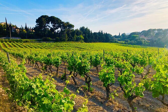 Provence, Vineyards and Lavender Fields Private Day Trip - Final Thoughts