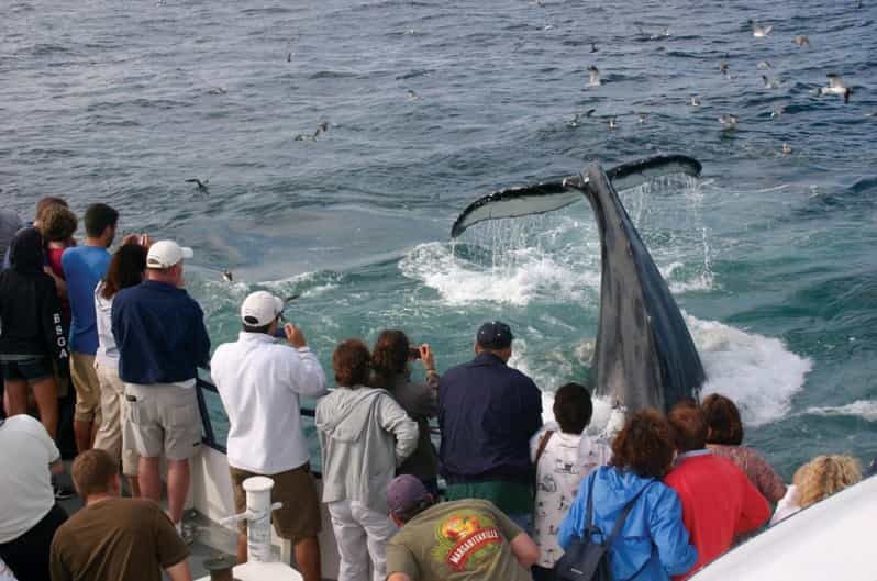 Provincetown: Whale Watching Cruise - A Detailed Look at the Provincetown Whale Watching Experience