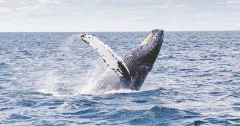 Provincetown: Whale Watching Cruise - FAQ