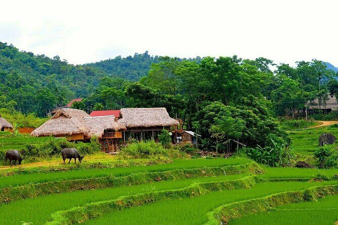 Pu Luong Nature Reserve 2 Days 1 Night Tour from Hanoi - A Deep Dive into the 2-Day Pu Luong Experience