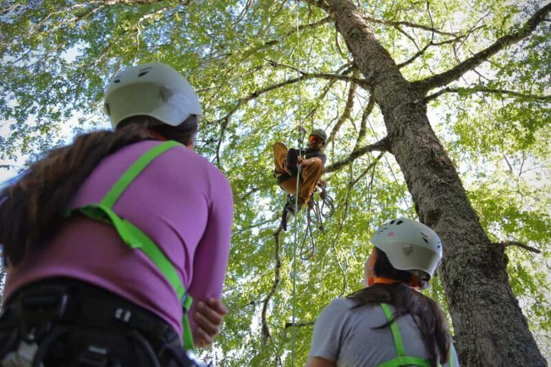 Pucón - Carhuello: Native Tree Climbing Experience - The Sum Up