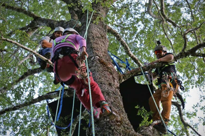 Pucón - Carhuello: Native Tree Climbing Experience - FAQ