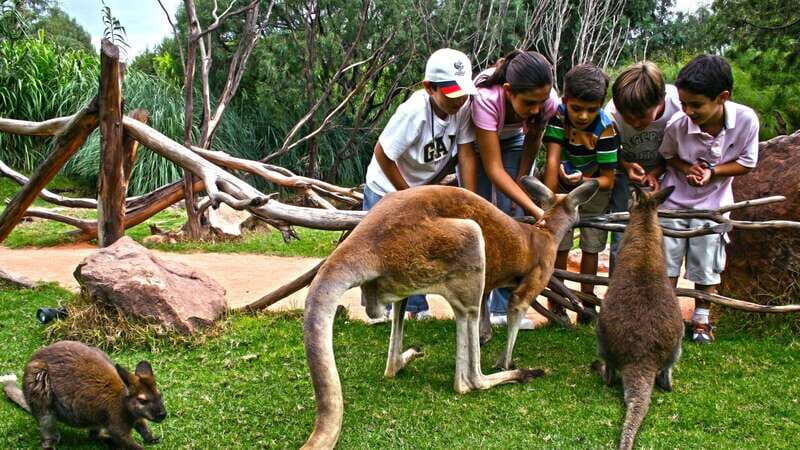 Puebla Africam Safari Park, Live an Unforgettable Adventure! - An In-Depth Look at Puebla’s Africam Safari Park