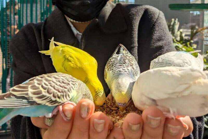 Puebla: Ticket to Aquarium Michin - Frequently Asked Questions