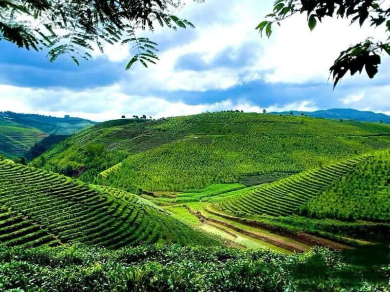 Puer Tea Picking and Tasting | 3-4 Hour Morning Trip - Puer Tea Picking and Tasting | 3-4 Hour Morning Trip