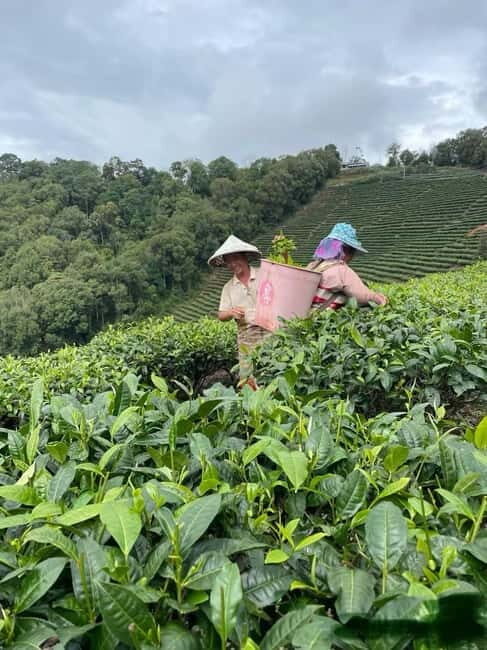 Puer Tea Picking and Tasting | 3-4 Hour Morning Trip - Key Points