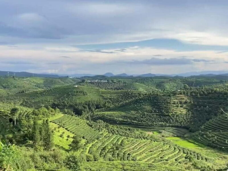 Puer Tea Picking and Tasting | 3-4 Hour Morning Trip - Final Thoughts: Who Will Love This Tour?