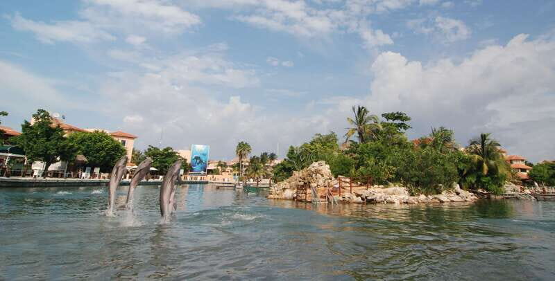 Puerto Aventuras: Dolphin Encounter with Buffet Lunch - A Detailed Look at the Dolphin Encounter Experience