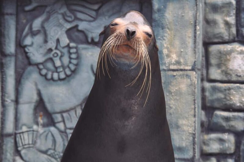 Puerto Aventuras: Dolphins, Manatee & Sea Lion interaction - The Sum Up