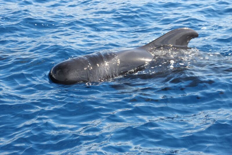 Puerto Colon : Whale & Dolphins Sailing Excursion - Practical Details and What You Need to Know