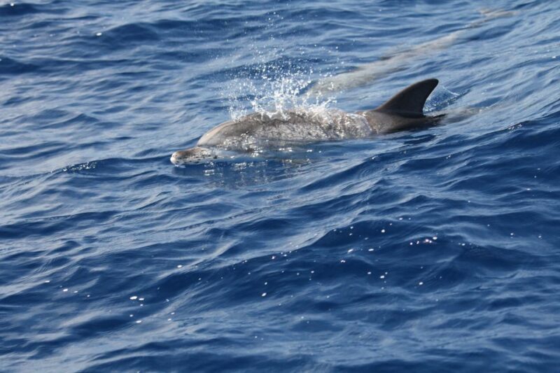 Puerto Colon : Whale & Dolphins Sailing Excursion - Who Is This Tour Best For?