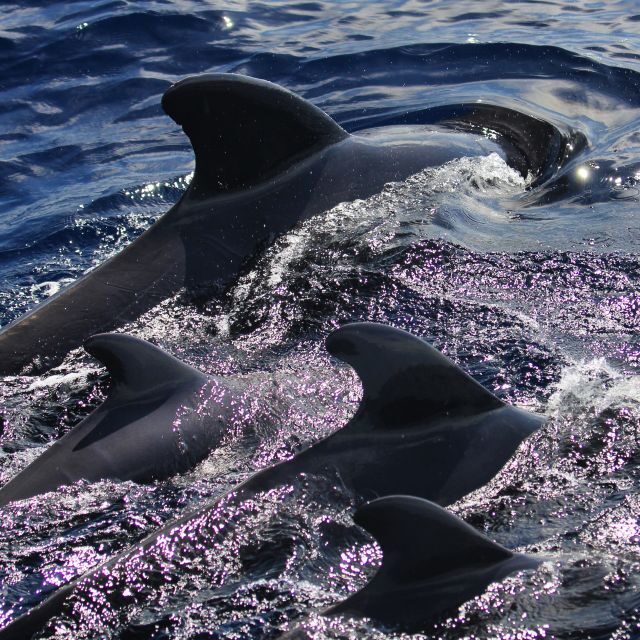 Puerto Colon : Whale & Dolphins Sailing Excursion - Final Words