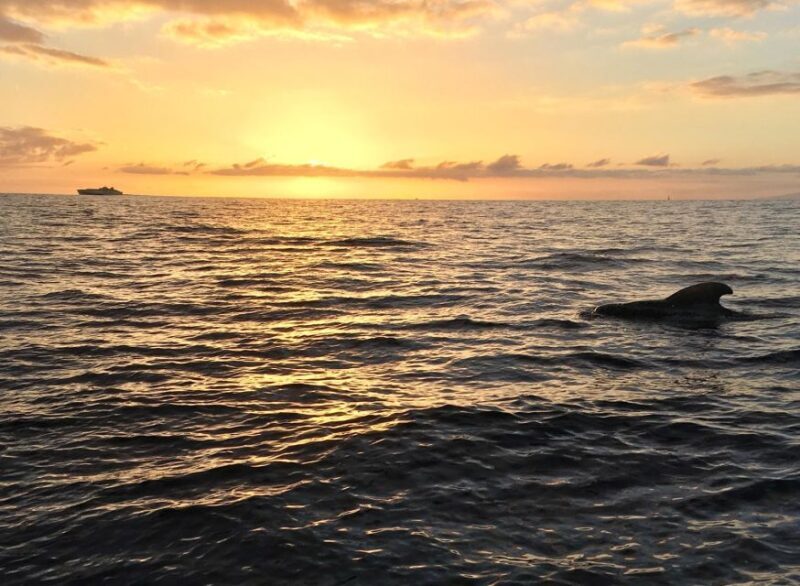 Puerto Colon: Whale-Watching Sailing Tour with Meal & a Swim - Authenticity and Value