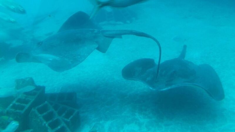 Puerto de la Cruz: Submarine Trip and Beach Stop in Tenerife - FAQs