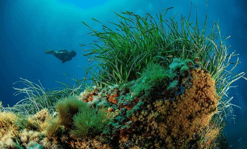 Puerto de Soller: Train and Guided Scuba Diving Experience - The Sum Up