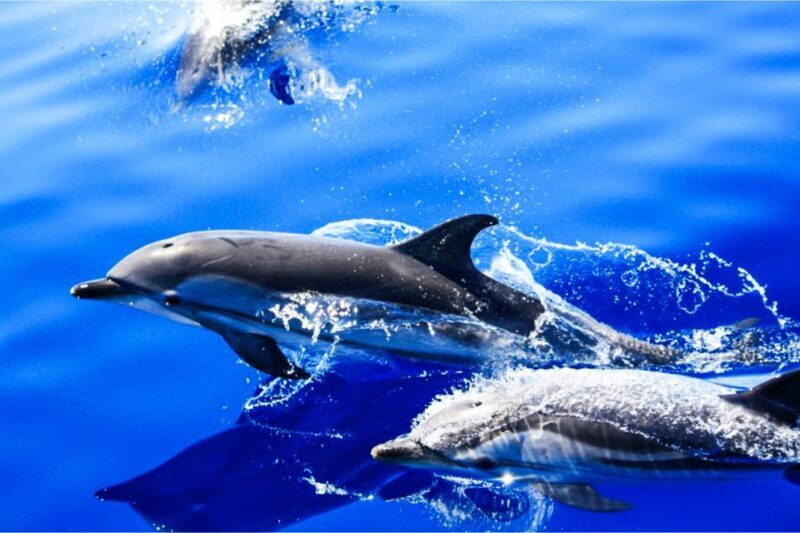 Puerto del Carmen: Dolphin-Watching Speedboat Tour with Swim - Experience Lanzarotes Coast with a Dolphin-Watching Speedboat Tour