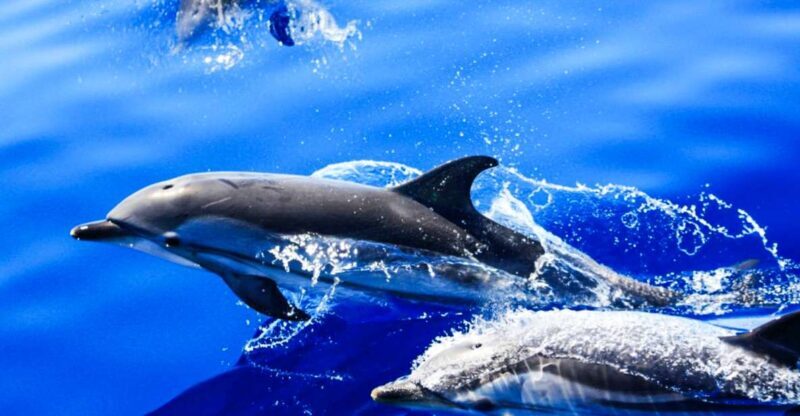 Puerto del Carmen: Dolphin-Watching Speedboat Tour with Swim - Key Points