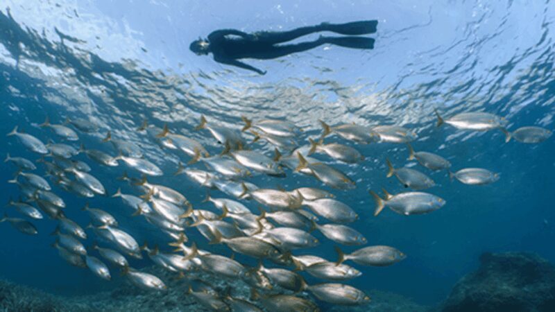 Puerto del Carmen: Snokel tour with an instructor - Exploring the Puerto del Carmen Snorkeling Tour