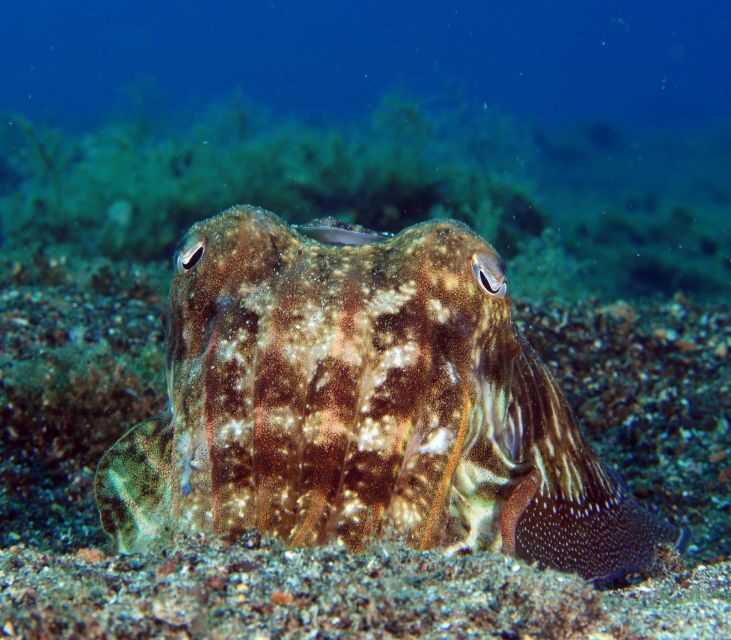 Puerto del Carmen: Try Scuba Diving  1 Dive for Beginners - Puerto del Carmen: Try Scuba Diving 1 Dive for Beginners — A Practical and Authentic Underwater Experience