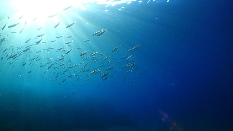 Puerto del Carmen: Try Scuba Diving from the beach - Key Points