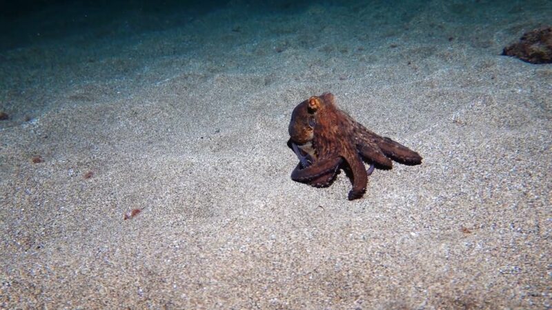 Puerto del Carmen: Try Scuba Diving from the beach - Final Thoughts: Is It For You?