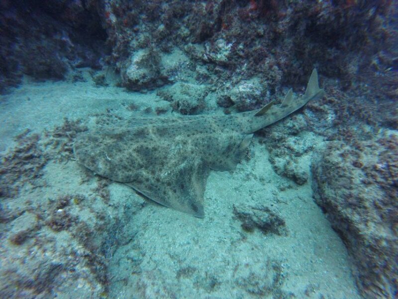 Puerto Del Carmen: Try Scuba Diving with 2 Dives and Photos - Final Thoughts: Who Will Love This?