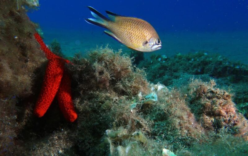 Puerto Del Carmen: Try Scuba Diving with 2 Dives and Photos - FAQ