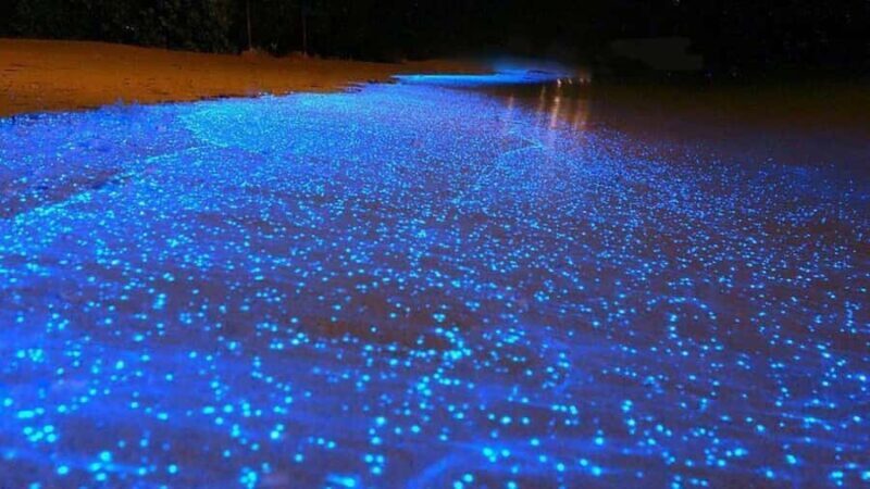 Puerto Escondido: Bioluminescence Night Tour with Boat - Final Thoughts: Is This Tour Right for You?