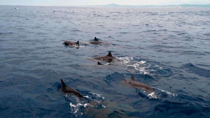 Puerto Escondido: Boat Tour among Dolphins and Turtles - What to Expect on the Itinerary
