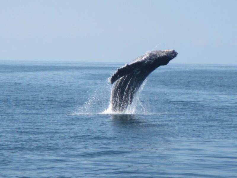 Puerto Escondido: Boat Tour among Dolphins and Turtles - The Drawbacks