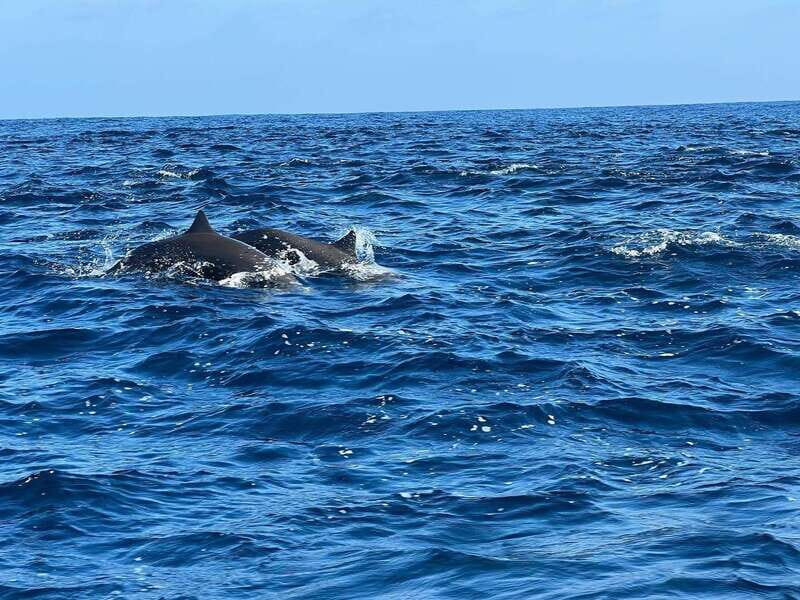 Puerto Escondido: Boat Tour to see Dolphins and Marine Life - Authentic Insights from Travelers