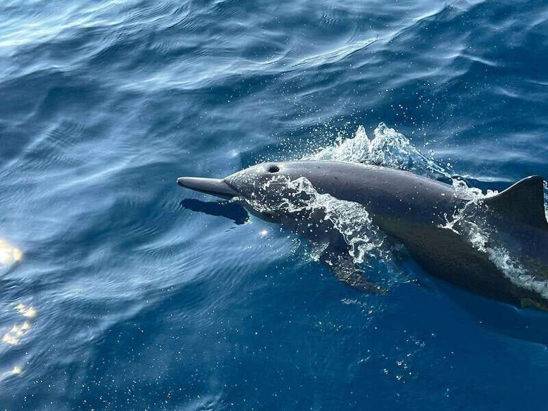 Puerto Escondido: Boat Tour to see Dolphins and Marine Life - FAQ