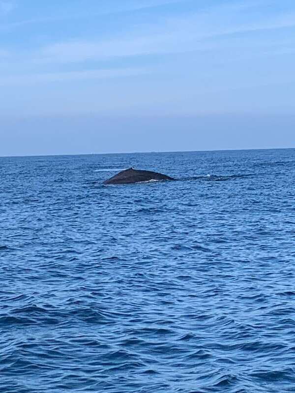 Puerto Escondido: Boat Tour to see Dolphins and Marine Life - Final Verdict