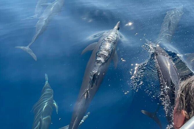 Puerto Escondido Dolphin and Whale Watching Adventure - FAQ