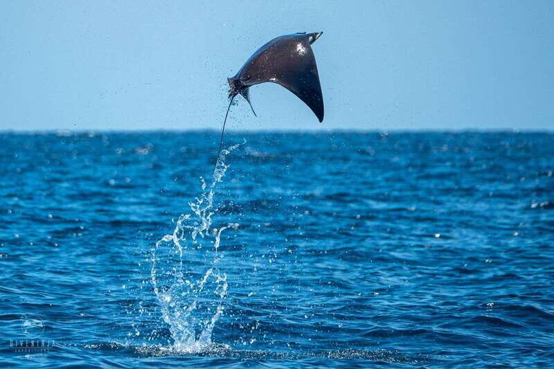 Puerto Escondido: Family Private Boat Tour - Exploring the Puerto Escondido Private Boat Tour in Depth